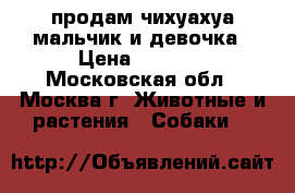 продам чихуахуа мальчик и девочка › Цена ­ 6 000 - Московская обл., Москва г. Животные и растения » Собаки   